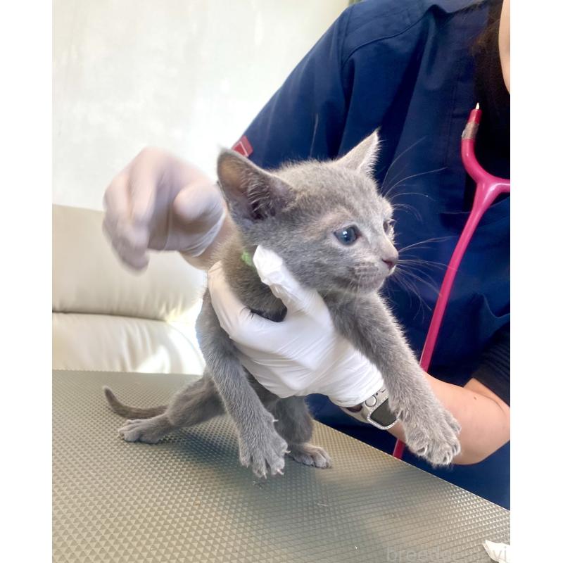 販売中の東京都のロシアンブルー-136804の23枚目