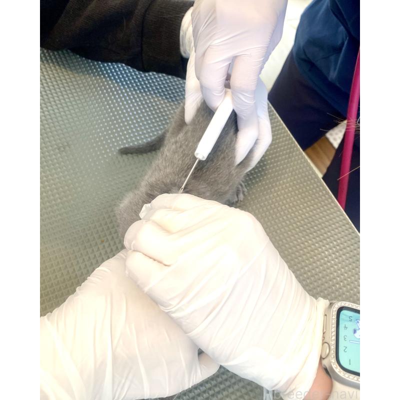 販売中の東京都のロシアンブルー-136804の21枚目