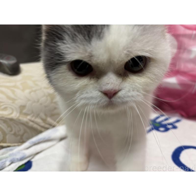 販売中の大阪府のミヌエット-118234の11枚目