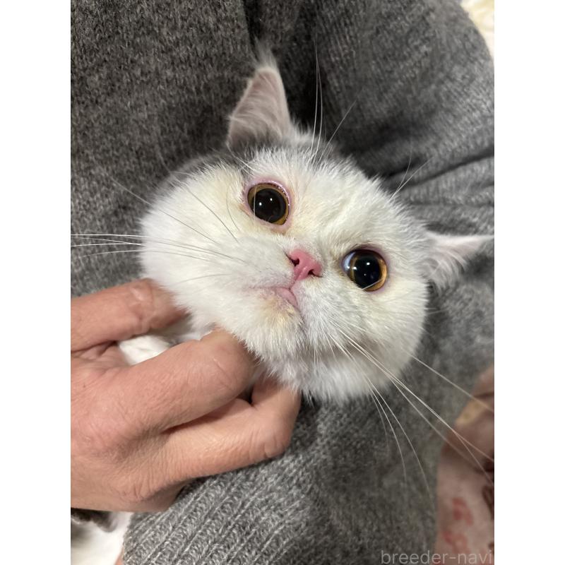 販売中の大阪府のミヌエット-118234の9枚目