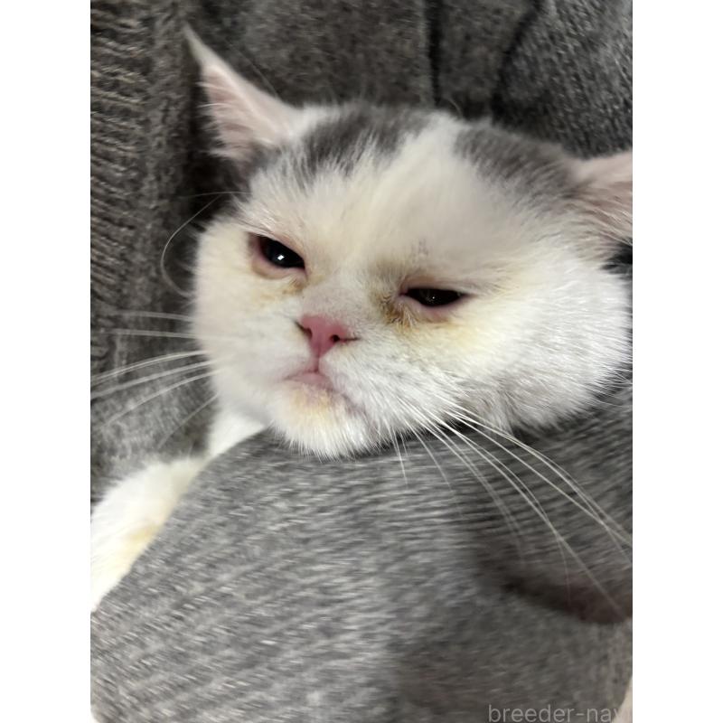 販売中の大阪府のミヌエット-118234の8枚目