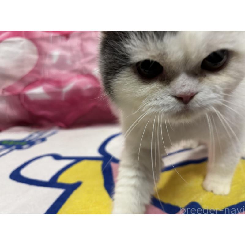 販売中の大阪府のミヌエット-118234の7枚目