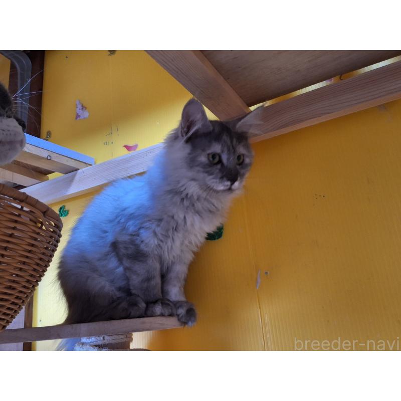 販売中の京都府のメインクーン-132676の2枚目