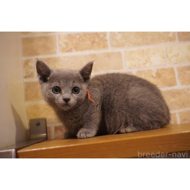 販売中の神奈川県のロシアンブルー-138665の11枚目