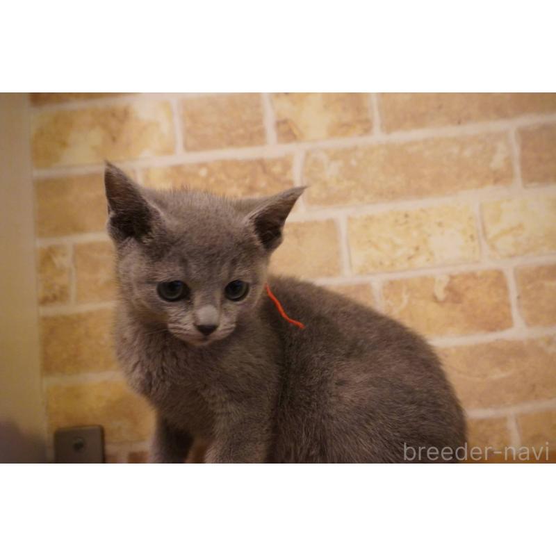 販売中の神奈川県のロシアンブルー-138665の8枚目