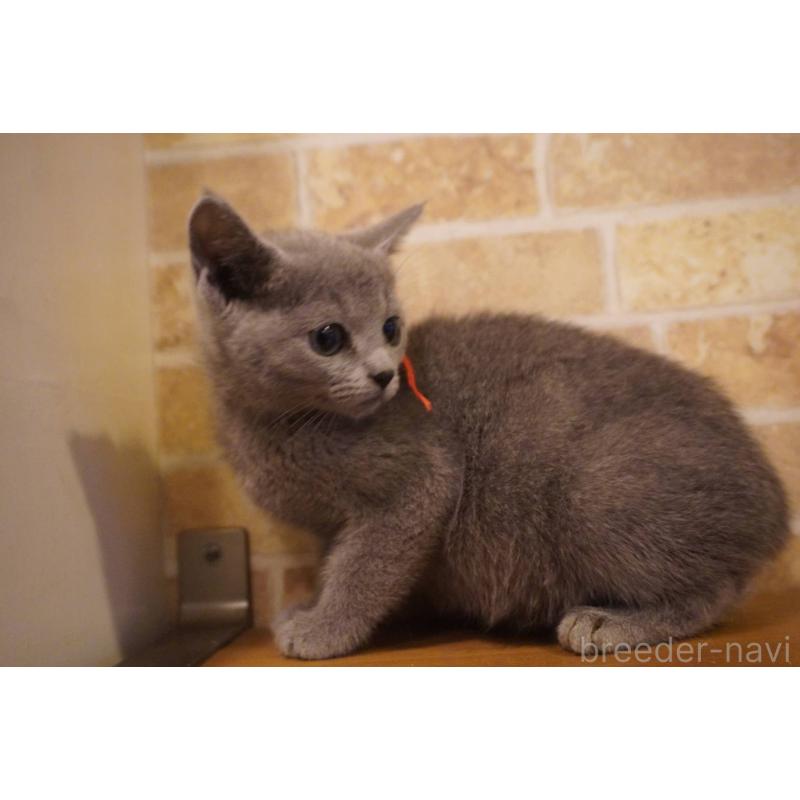 販売中の神奈川県のロシアンブルー-138665の7枚目