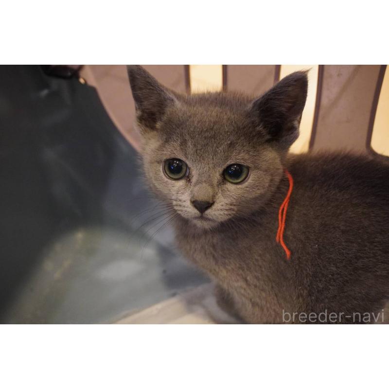 販売中の神奈川県のロシアンブルー-138665の5枚目