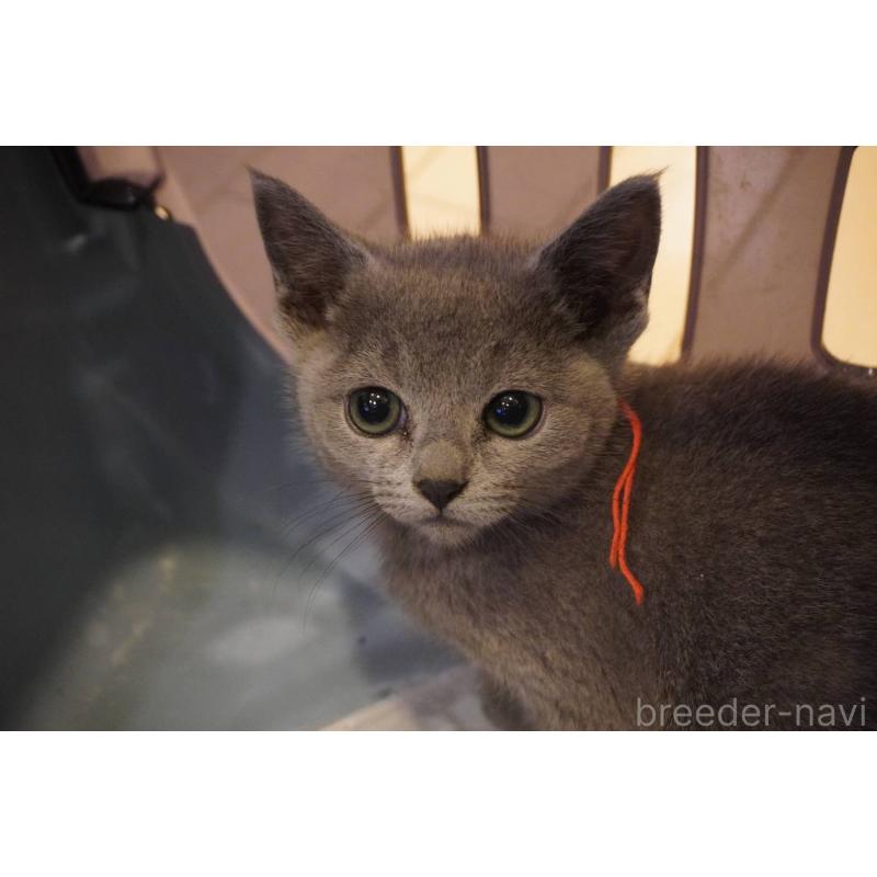 販売中の神奈川県のロシアンブルー-138665の4枚目