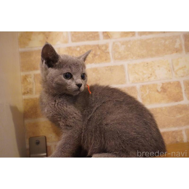 販売中の神奈川県のロシアンブルー-138665の3枚目