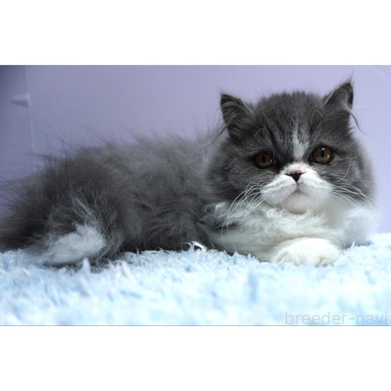 販売中の群馬県のミヌエット(短足)-130797