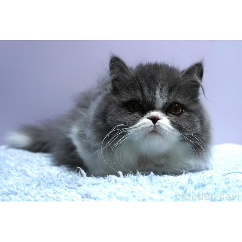 成約済の群馬県のミヌエット(短足)-130797の4枚目