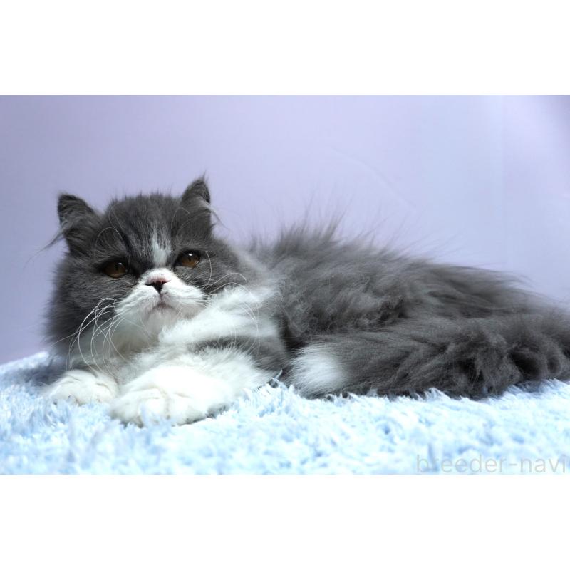 成約済の群馬県のミヌエット(短足)-130797の3枚目