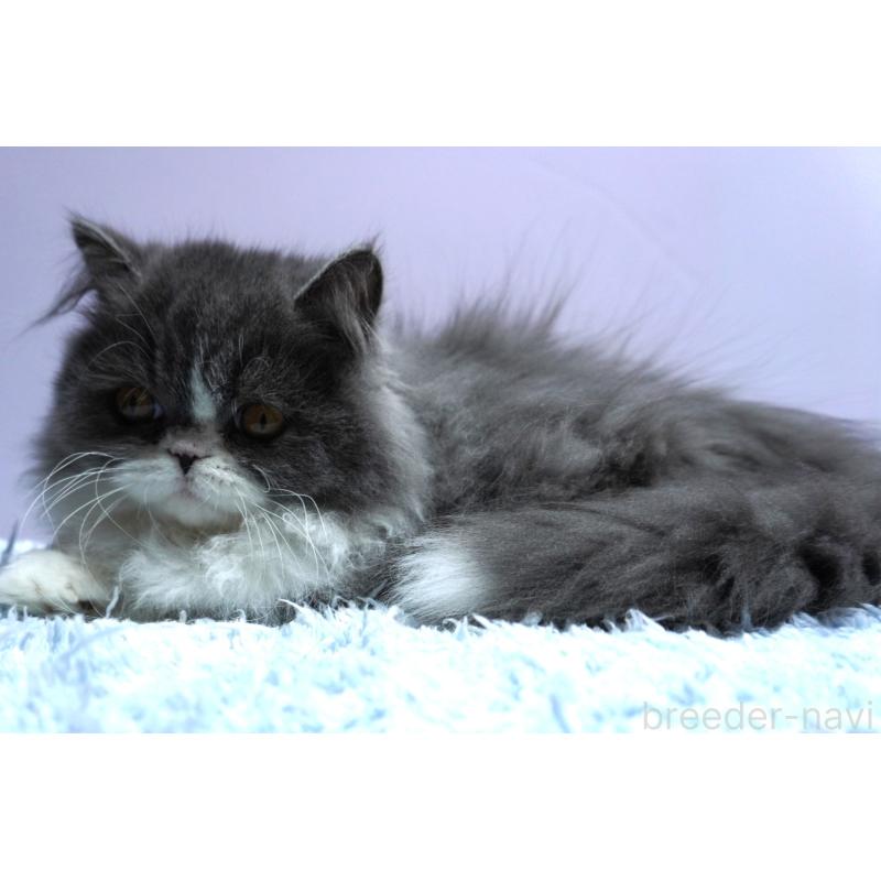 成約済の群馬県のミヌエット(短足)-130797の2枚目