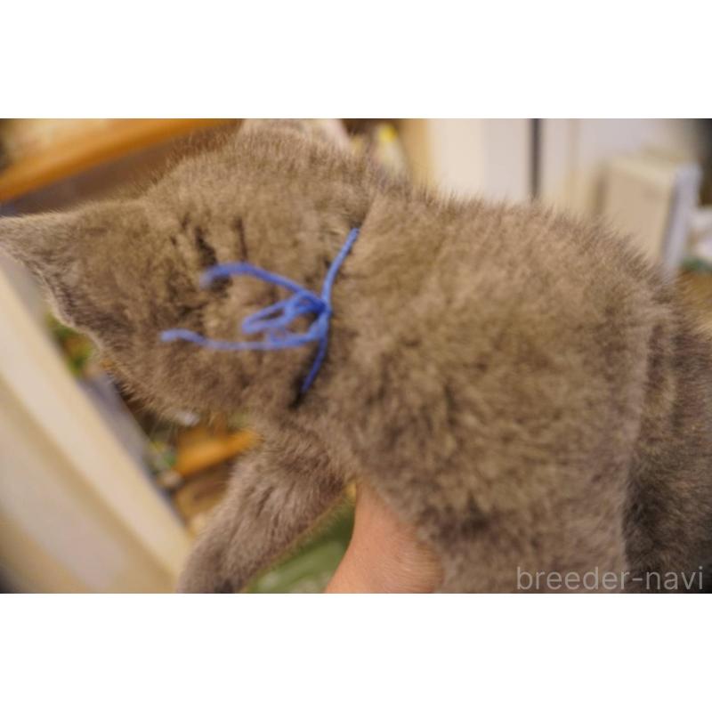 販売中の神奈川県のロシアンブルー-138666の15枚目