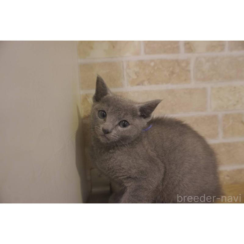 販売中の神奈川県のロシアンブルー-138666の14枚目