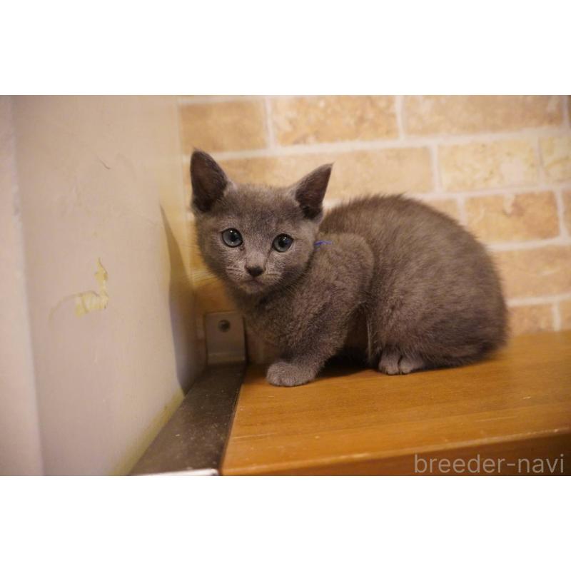 販売中の神奈川県のロシアンブルー-138666の12枚目