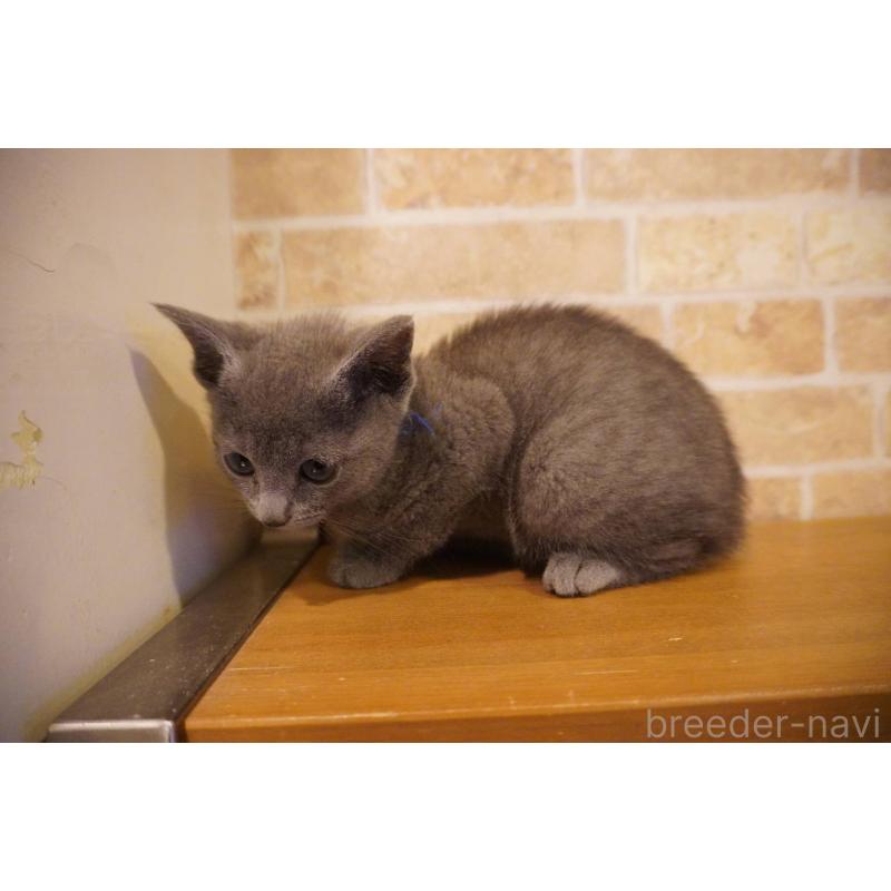 販売中の神奈川県のロシアンブルー-138666の11枚目