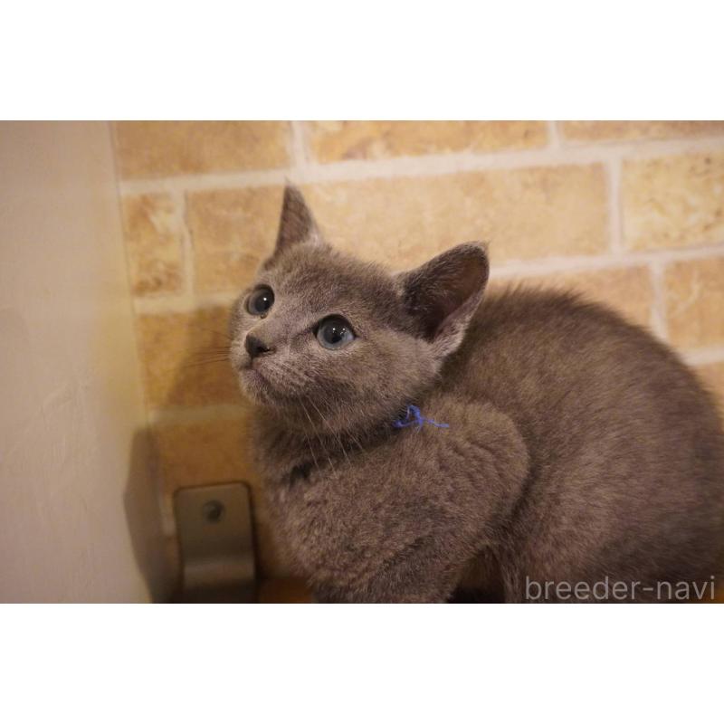 販売中の神奈川県のロシアンブルー-138666の10枚目