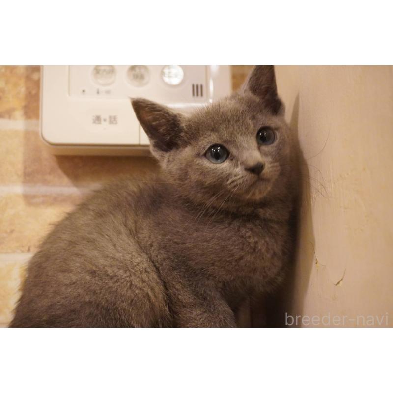 販売中の神奈川県のロシアンブルー-138666の8枚目