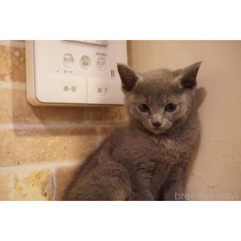 販売中の神奈川県のロシアンブルー-138666の7枚目