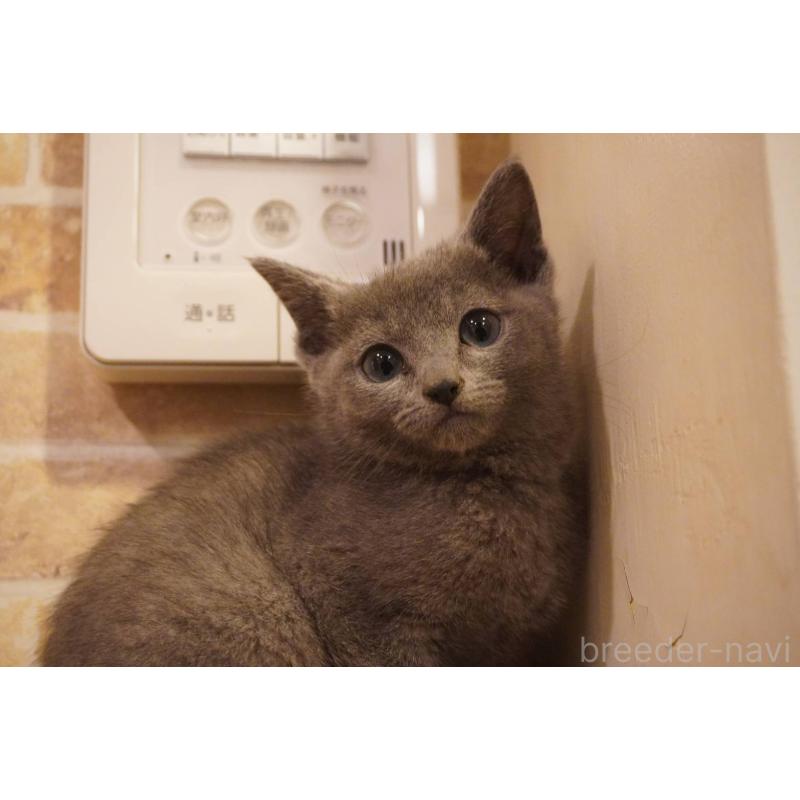 販売中の神奈川県のロシアンブルー-138666の2枚目