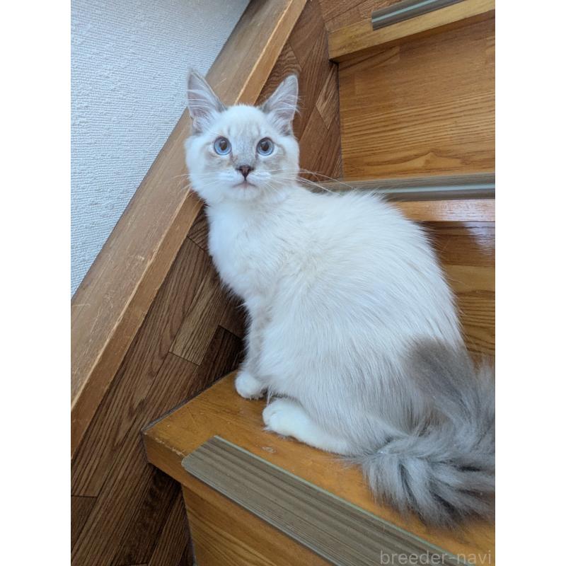 販売中の三重県のサイベリアン-138667の1枚目