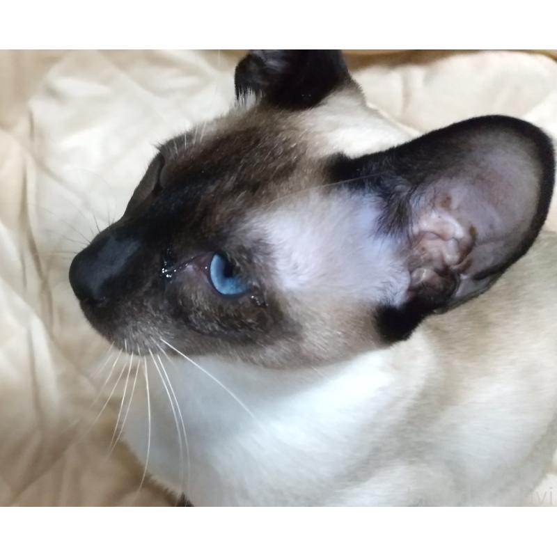 販売中の愛知県のミックス-138668の2枚目