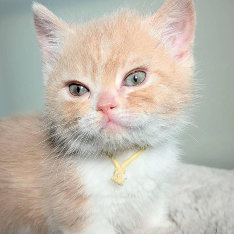 販売中の北海道のミヌエット(短足)-138670の5枚目