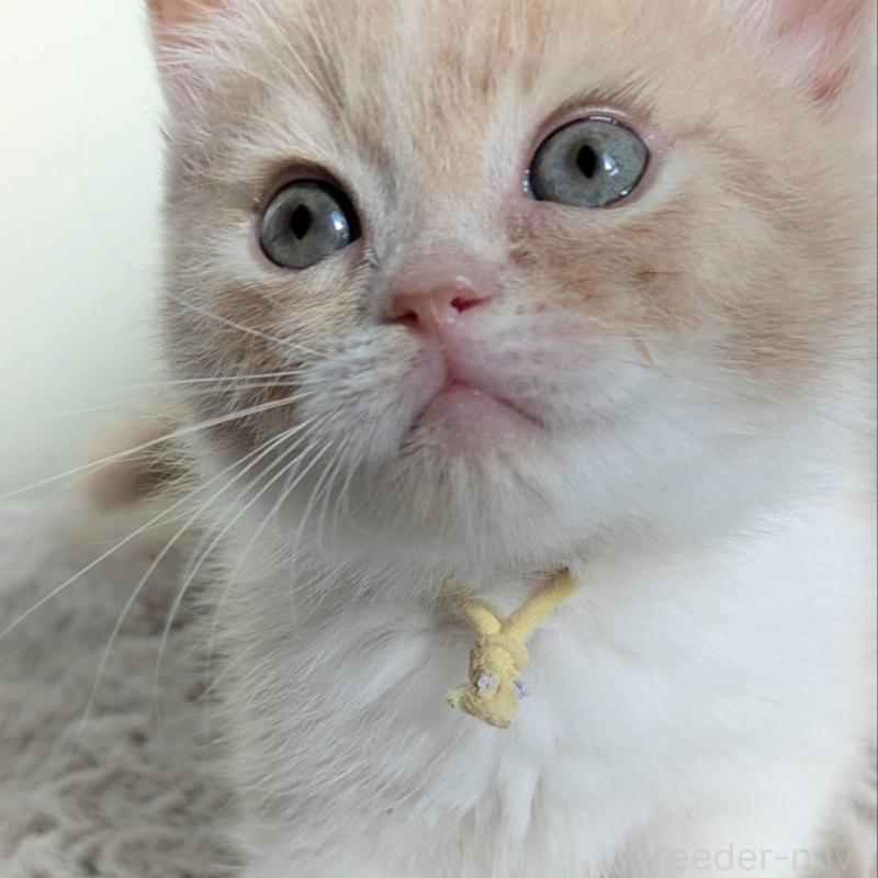 販売中の北海道のミヌエット(短足)-138670の3枚目