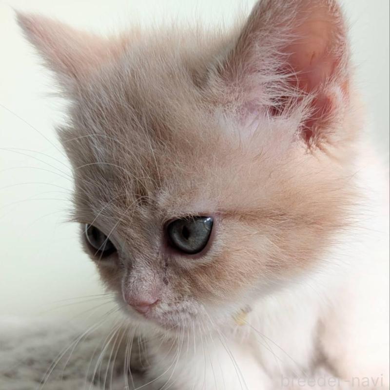 販売中の北海道のミヌエット(短足)-138670の2枚目