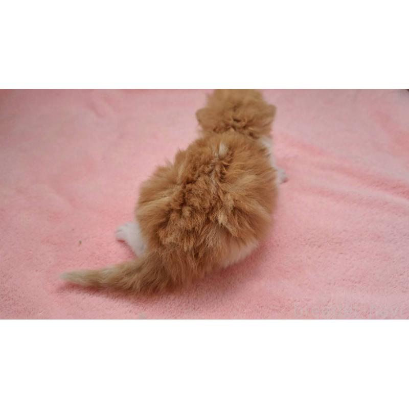 販売中の栃木県のサイベリアン-138669の4枚目