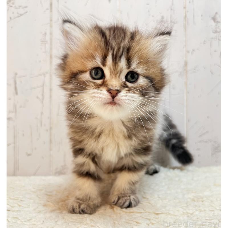 販売中の千葉県のマンチカン-138675