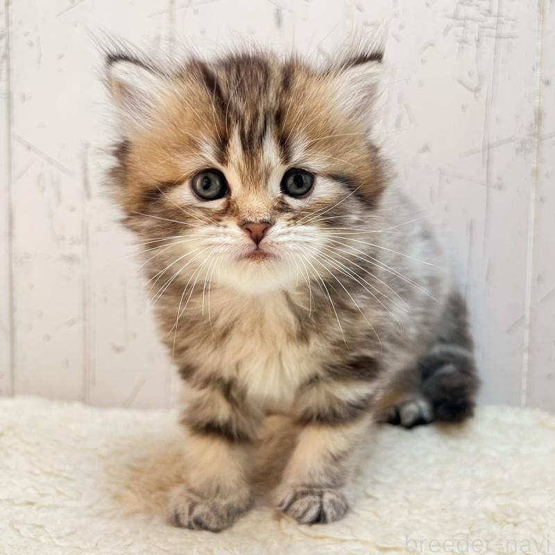 販売中の千葉県のマンチカン-138675の6枚目