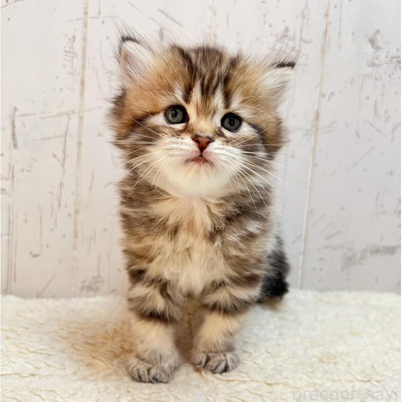 販売中の千葉県のマンチカン-138675の5枚目