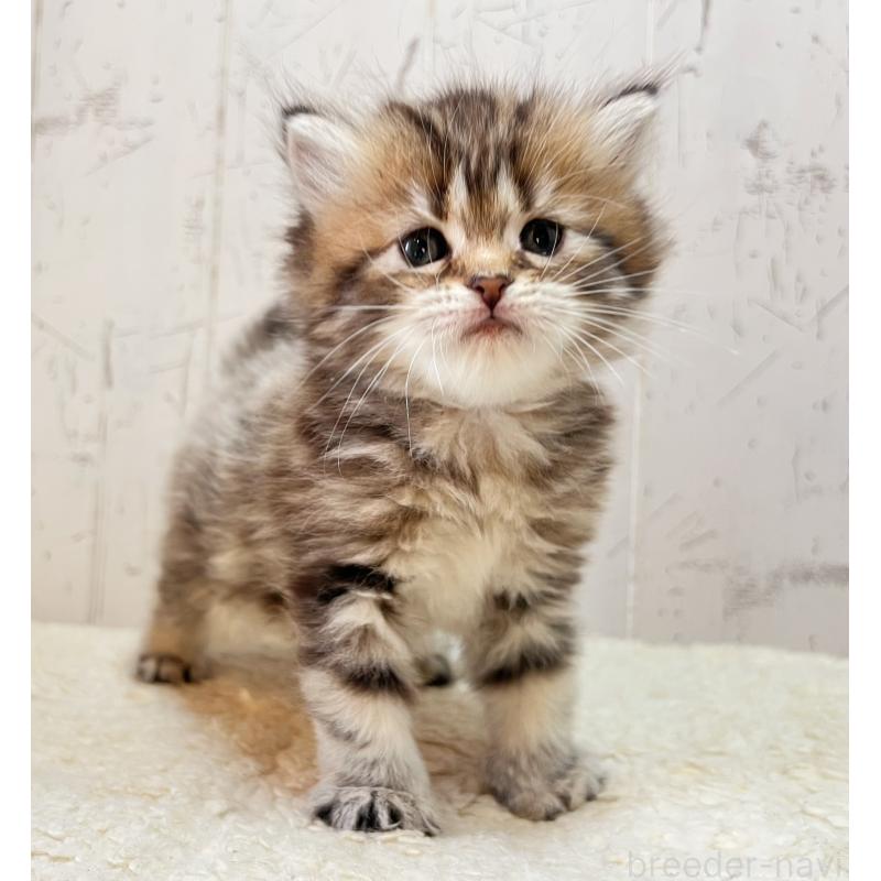 販売中の千葉県のマンチカン-138675の4枚目