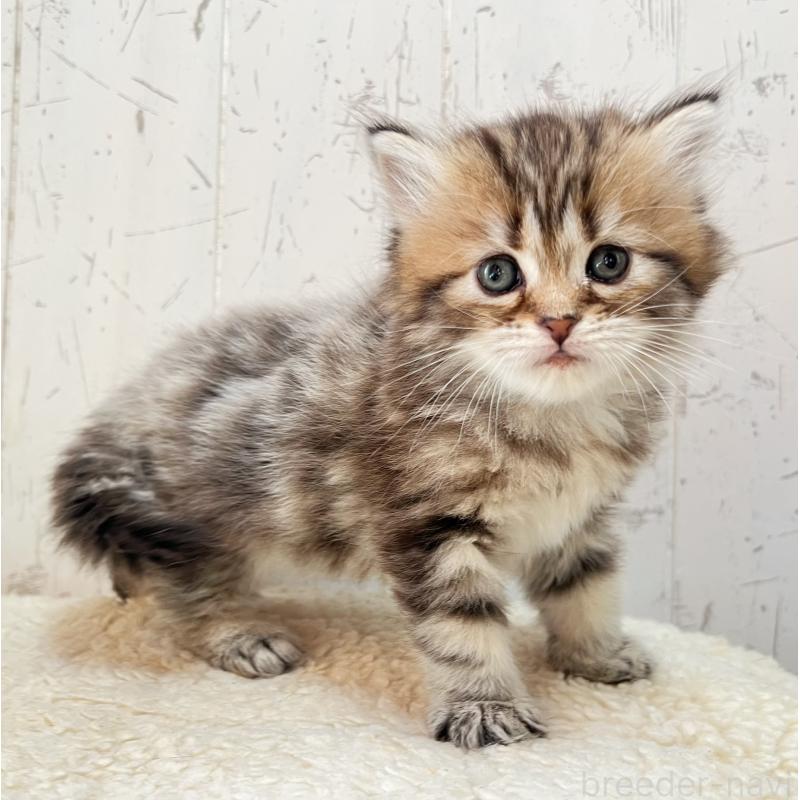 販売中の千葉県のマンチカン-138675の3枚目