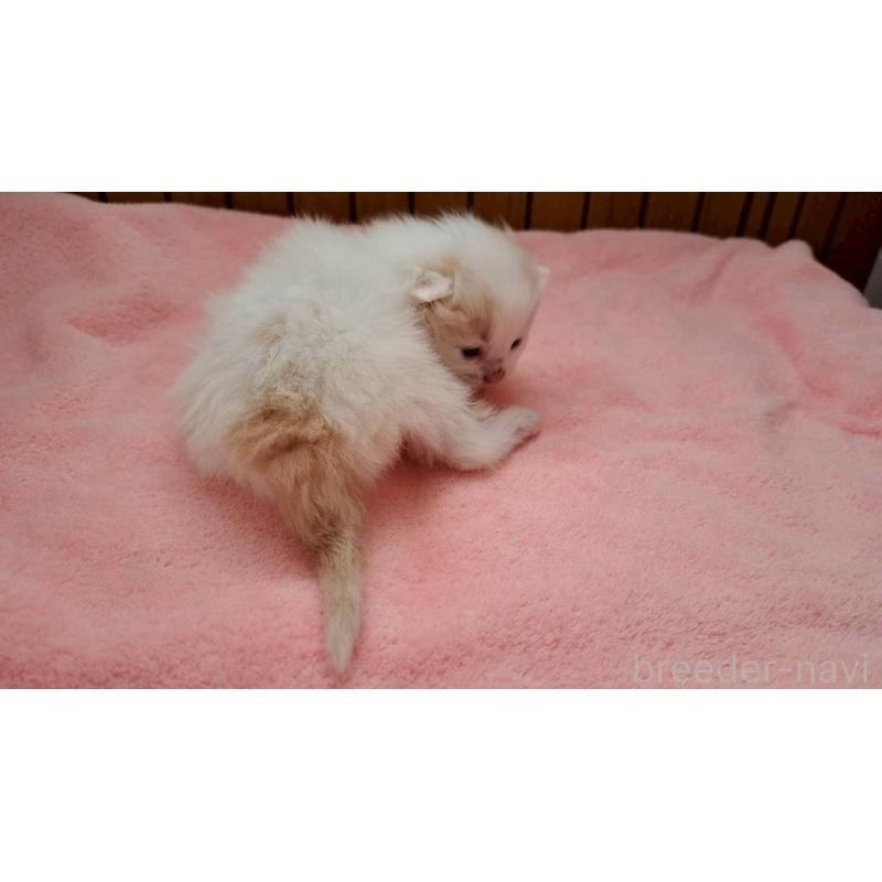 販売中の栃木県のサイベリアン-138671の2枚目