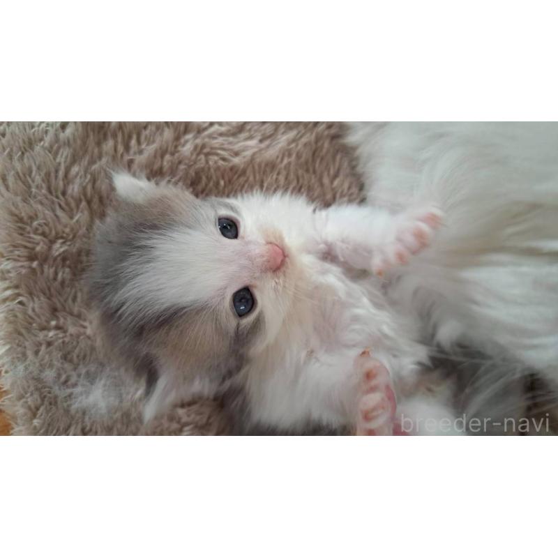 販売中の栃木県のサイベリアン-138673の4枚目