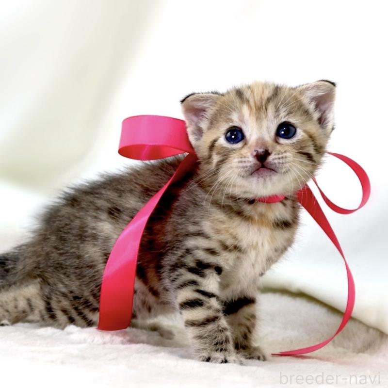 販売中の栃木県のジェネッタ-138676の10枚目