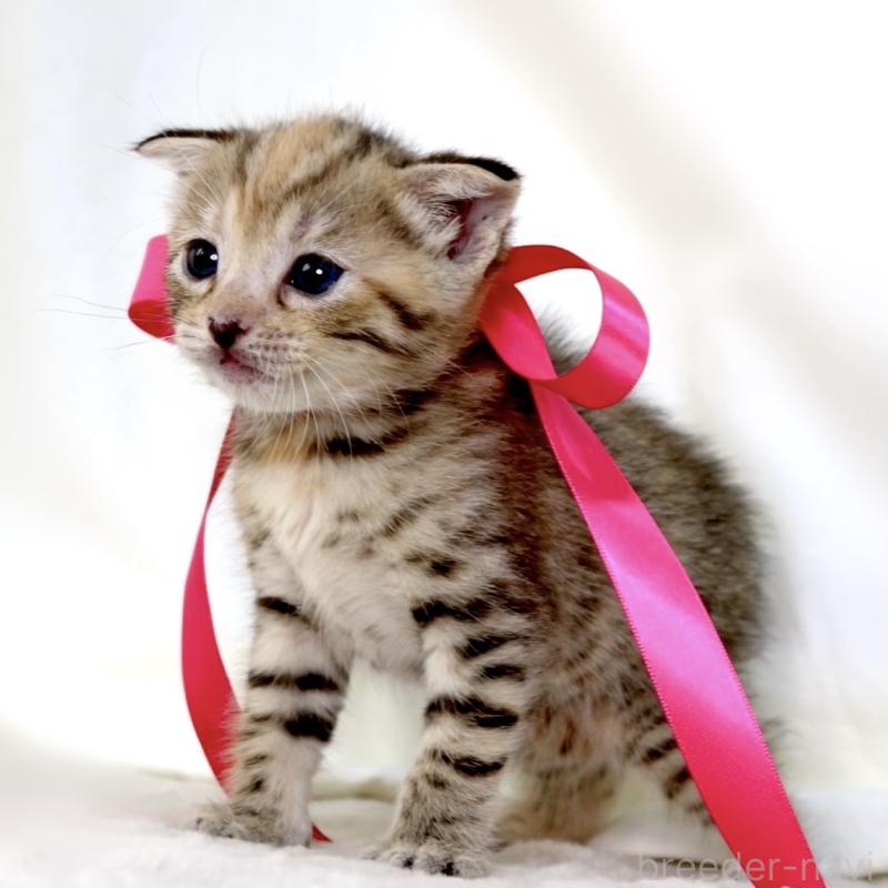 販売中の栃木県のジェネッタ-138676の9枚目