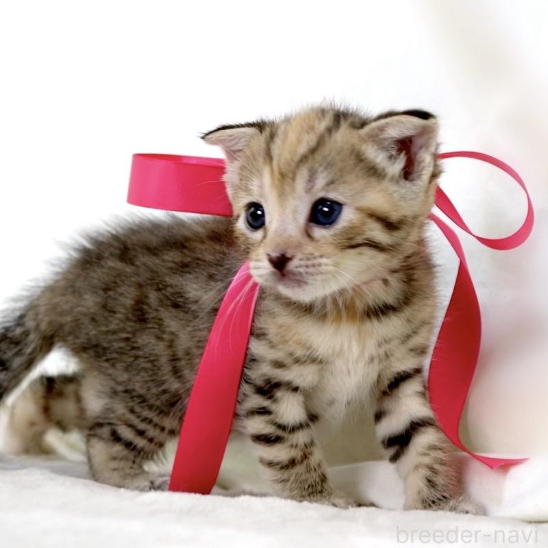 販売中の栃木県のジェネッタ-138676の8枚目