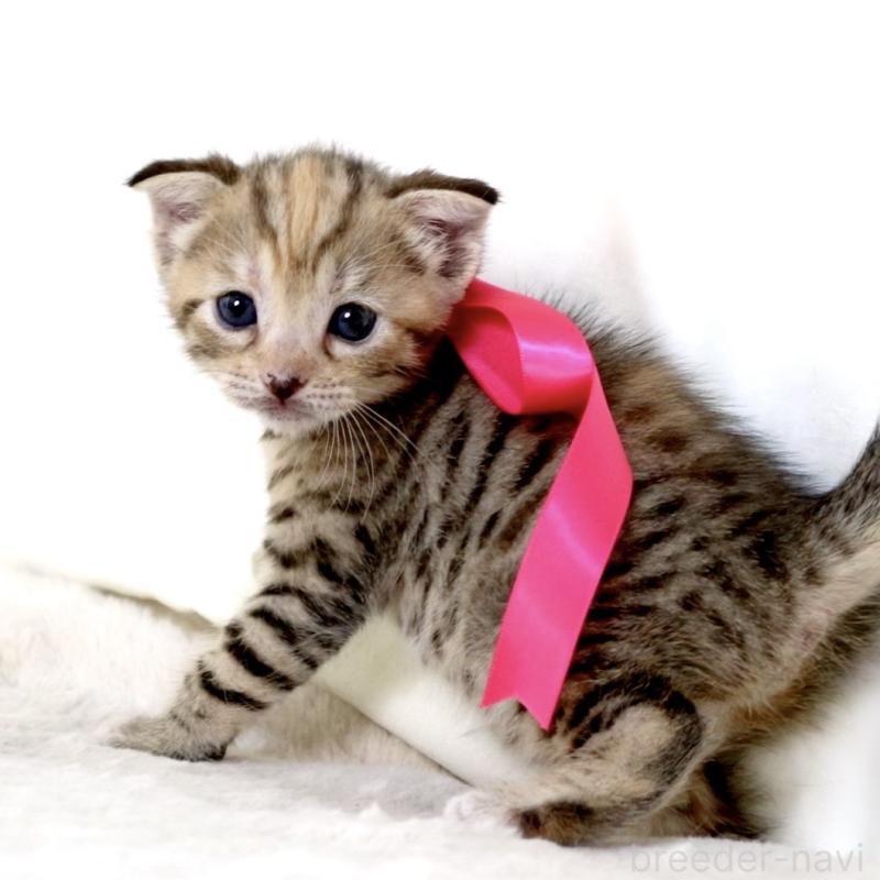 販売中の栃木県のジェネッタ-138676の6枚目