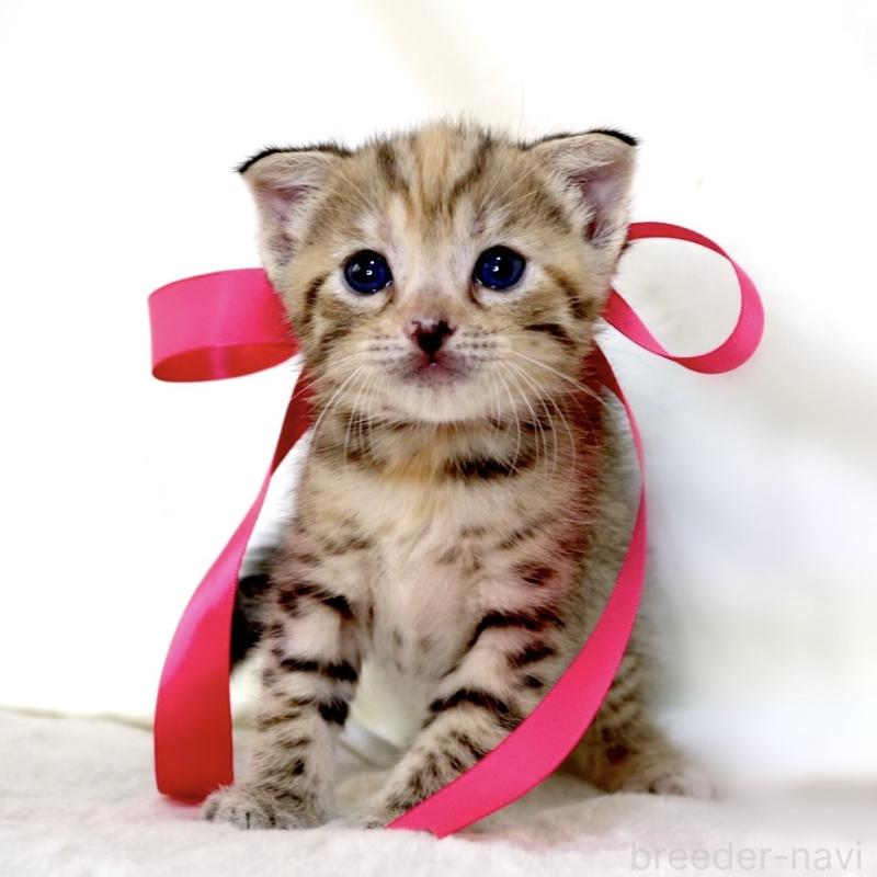 販売中の栃木県のジェネッタ-138676の5枚目