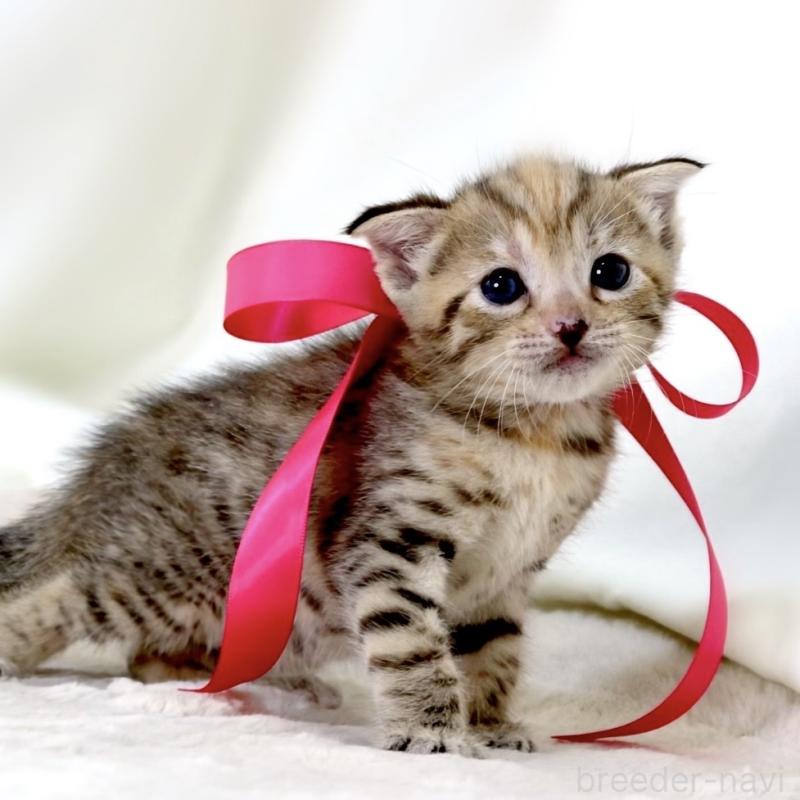 販売中の栃木県のジェネッタ-138676の4枚目