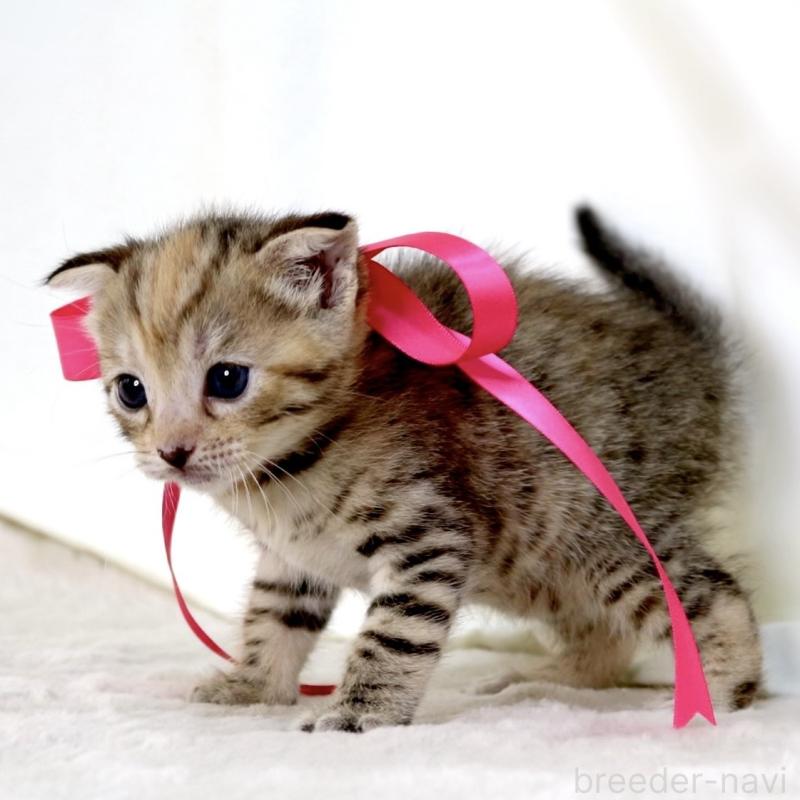 販売中の栃木県のジェネッタ-138676の3枚目