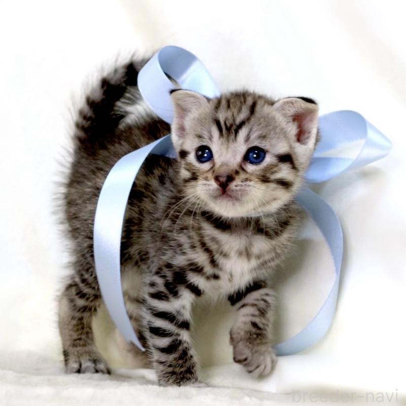 販売中の栃木県のジェネッタ-138677の7枚目