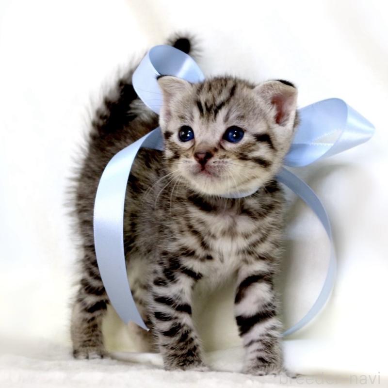 販売中の栃木県のジェネッタ-138677の2枚目