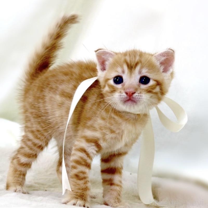 販売中の栃木県のジェネッタ-138678の6枚目