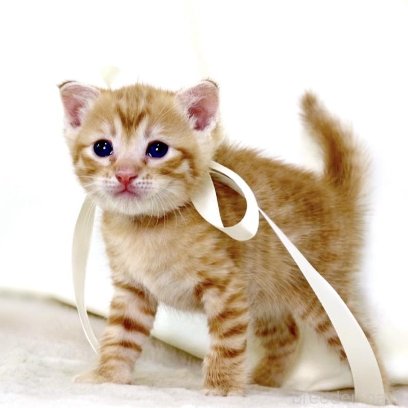 販売中の栃木県のジェネッタ-138678の5枚目