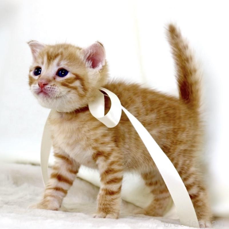 販売中の栃木県のジェネッタ-138678の3枚目